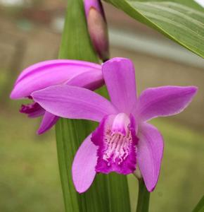 Bletilla striata