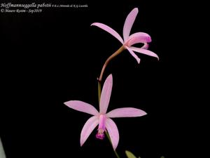 Cattleya pabstii