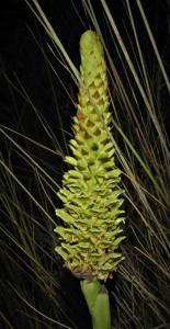 Altensteinia fimbriata