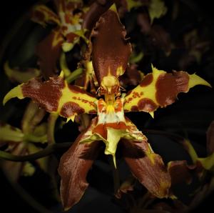 Oncidium luteopurpureum