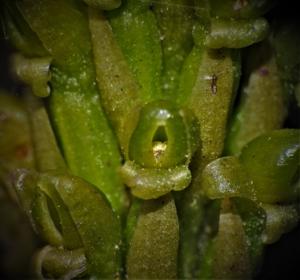 Prescottia stachyodes