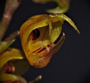 Scaphosepalum verrucosum