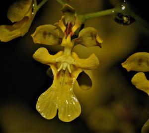 Oncidium ornithorhynchum