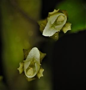 Fernandezia crystallina