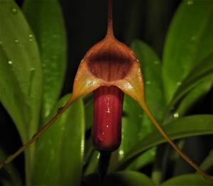 Masdevallia filaria