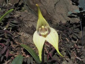 Masdevallia coriacea