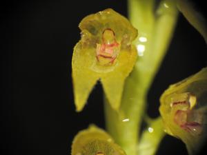 Acianthera capillaris