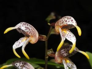 Masdevallia pachyura