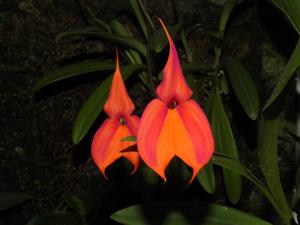 Masdevallia veitchiana