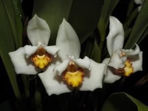 Maxillaria grandiflora