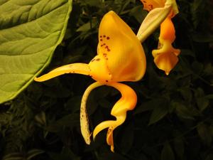 Stanhopea jenischiana