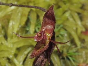 Draconanthes aberrans