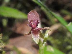 Telipogon williamsii