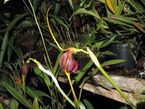 Masdevallia trochilus