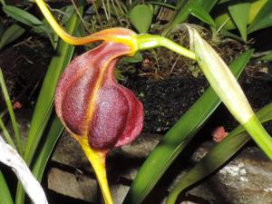 Masdevallia trochilus