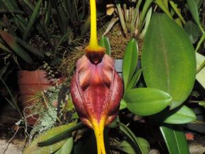 Masdevallia trochilus