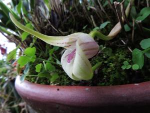 Masdevallia coriacea