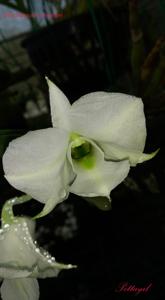 Dendrobium schuetzei