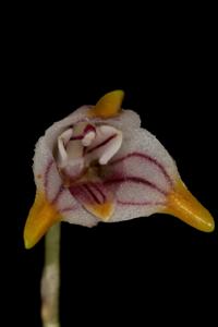 Masdevallia striatella