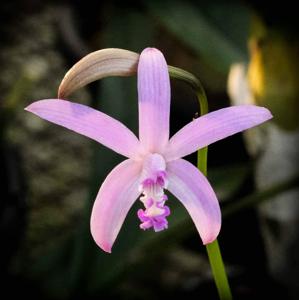 Cattleya caulescens