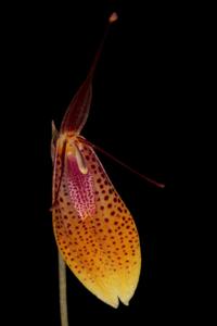 Restrepia escobariana