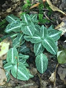 Goodyera pubescens