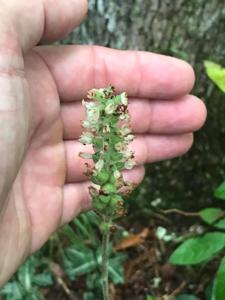 Goodyera pubescens