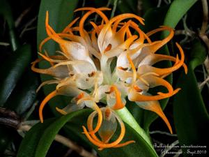 Bulbophyllum odoratissimum