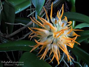 Bulbophyllum odoratissimum