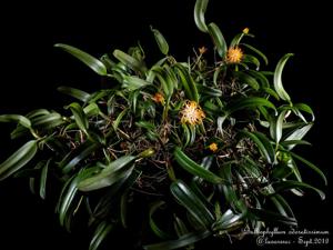 Bulbophyllum odoratissimum