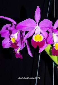 Cattleya wallisii