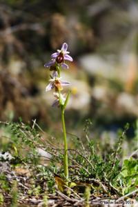 Ophrys argolica subsp. lucis