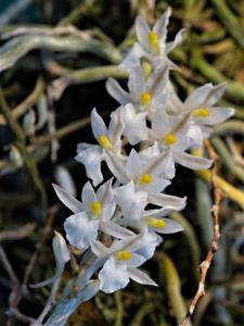 Microcoelia koehleri