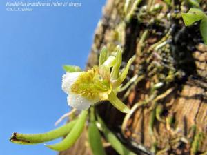 Rauhiella brasiliensis