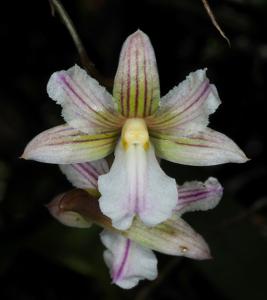 Dendrobium calcariferum