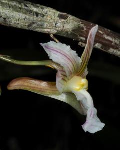 Dendrobium calcariferum
