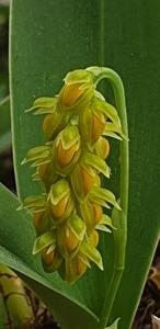Bulbophyllum cariniflorum var. orlovii