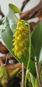 Bulbophyllum cariniflorum var. orlovii