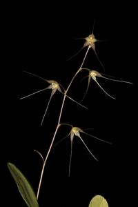 Opilionanthe manningii