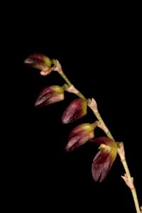 Trichosalpinx pringlei