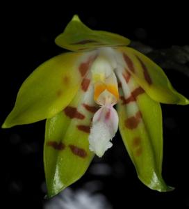 Phalaenopsis sumatrana