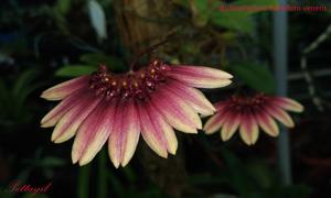 Bulbophyllum lepidum