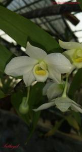 Dendrobium aqueum