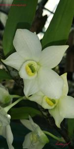 Dendrobium aqueum