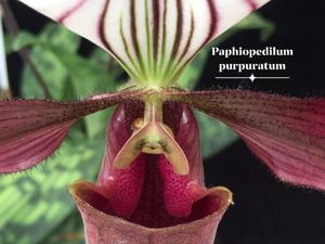 Paphiopedilum purpuratum