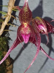 Bulbophyllum hampeliae