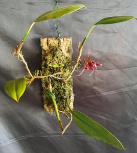 Bulbophyllum hampeliae