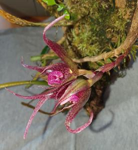 Bulbophyllum hampeliae
