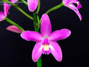 Cattleya rupestris