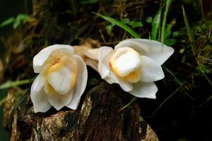 Stanhopea ecornuta